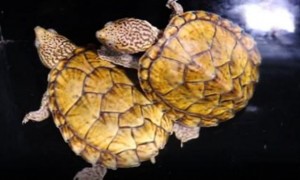 虎纹麝香龟可以深水养吗