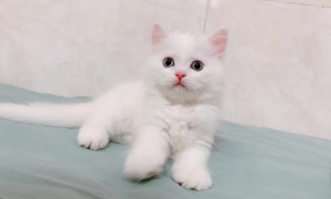 纯白猫是什么品种