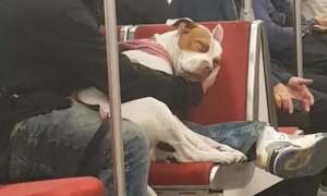 比特犬困得要人命在地铁站里入睡，主人家一姿势，暖化网民~