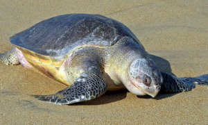 太平洋丽龟能活多少年