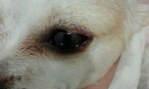 狗狗眼皮上长了个红疙瘩该怎么办
