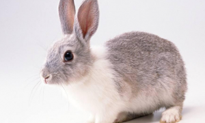 宠物兔到处撒尿是什么原因 可能患有尿路疾病
