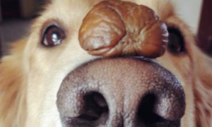 狗可以吃板栗吗