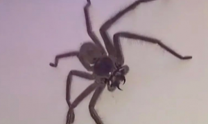 巨大毒蜘蛛闯进家，澳洲妹子决定"收养"它当宠物