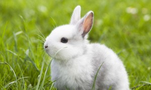 海棠兔多久可以生兔子