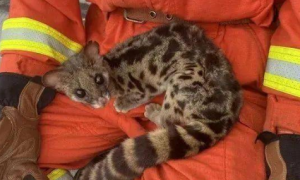 遵义一村民发现受伤“野猫”，竟是国家二级濒危保护动物！