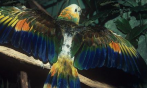 圣文生亚马逊鹦鹉的寿命
