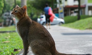新加坡猫会发腮吗