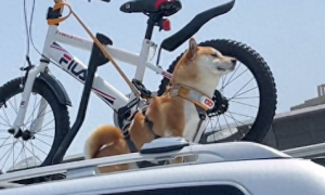主人将狗给固定在车顶上，还是双重保障，狗：为我打下的江山吗？