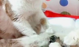 猫妈产后，猫爸被迫上岗，闭着眼给喂奶的老婆按摩