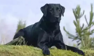 五黑犬容易买到吗