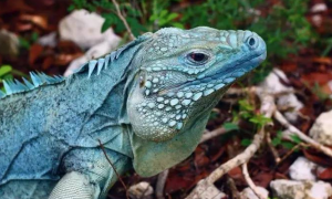 蓝岩鬣蜥是保护动物吗
