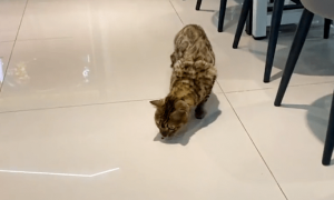 大学食堂的流浪猫，无人收养，确认身份后：行走的人民币
