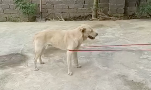 姐弟俩跳绳少了一个人，于是把狗叫来帮忙撑绳，狗：我付出了太多