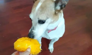 狗可以吃芒果吗
