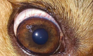 狗眼睛里有红色的血丝像虫子一样