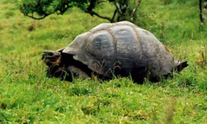 加拉帕戈斯象龟可以养吗