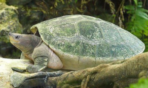 西瓜龟能活多少年