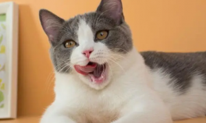 宠物猫可以吃薯片吗为什么