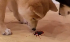 狗看见蟑螂为什么要抓