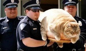 美国一猫咪因多次进入餐厅偷吃，被美警方逮捕