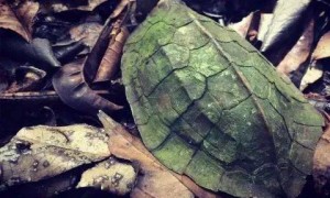 蔗林龟怎么认识主人