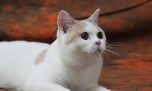 猫咪发情期能做绝育吗