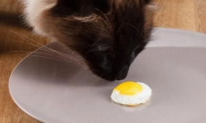 两个月幼猫可以吃蛋黄吗
