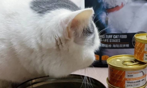 猫一定要吃罐头吗