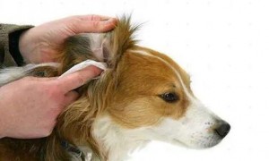 狗狗耳螨的症状