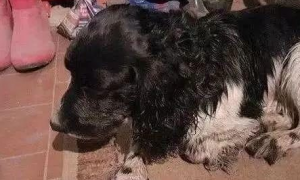 狗狗舍命救了小主人，却被强制淹死，被救起时眼里充满绝望