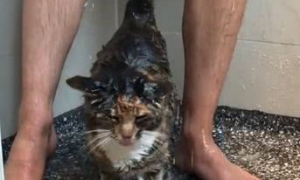 男主人正在洗澡，猫咪就溜进了浴室，网友：猫咪的眼睛往哪看呢？