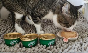 猫罐头对猫好吗