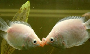 接吻鱼能长大吗