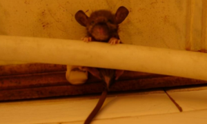 发现1只老鼠幼崽，刚想解决，看一眼后放它一马