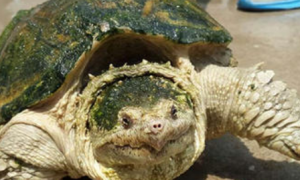 佛州拟鳄龟能活多少年