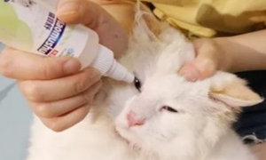 猫咪眼睛发炎可以用氧氟沙星吗