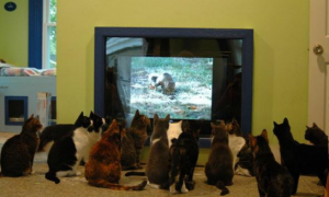 猫咪看到电视中的猎豹，信以为真，随后它的举动亮了