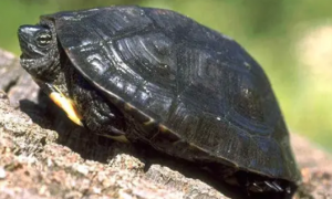 黑颈龟怎样区分纯种正宗