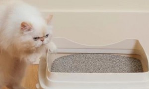 猫砂要铺多少