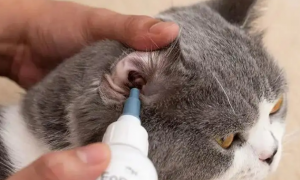 小奶猫多大可以清理耳朵里的毛