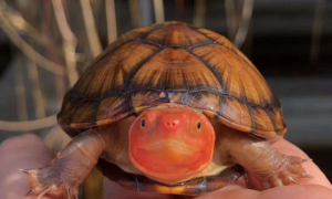 红面泥龟吃什么