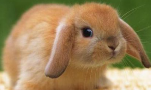 墨西哥兔常见病和治疗方法