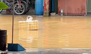 马路被雨水淹了，一只狗坐在泡沫箱里飘着！