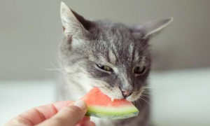 猫可以吃西瓜吗