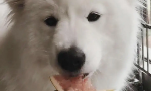 狗可以吃柚子吗