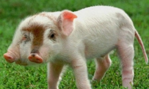 基因变异猪养殖方法