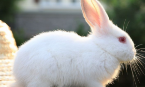 佛州白兔多久可以生兔子