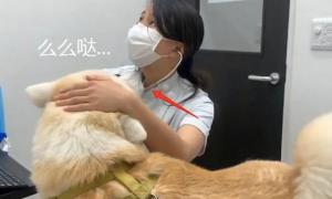 秋田犬应对女医生要亲亲抱抱，对男妇科医生却很冷淡，想不到你也是那样的狗