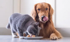 狗粮能给猫吃吗